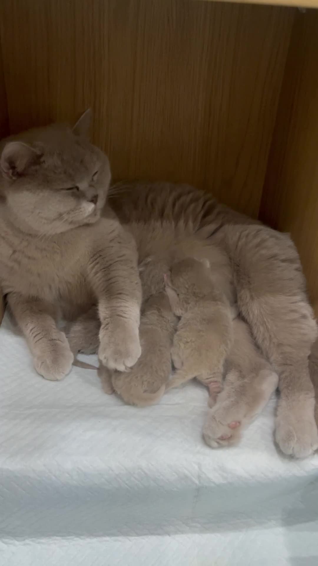 British Shorthair cats for sale: 🐾Lilac British Shorthair Kittens🐾 - Video 1