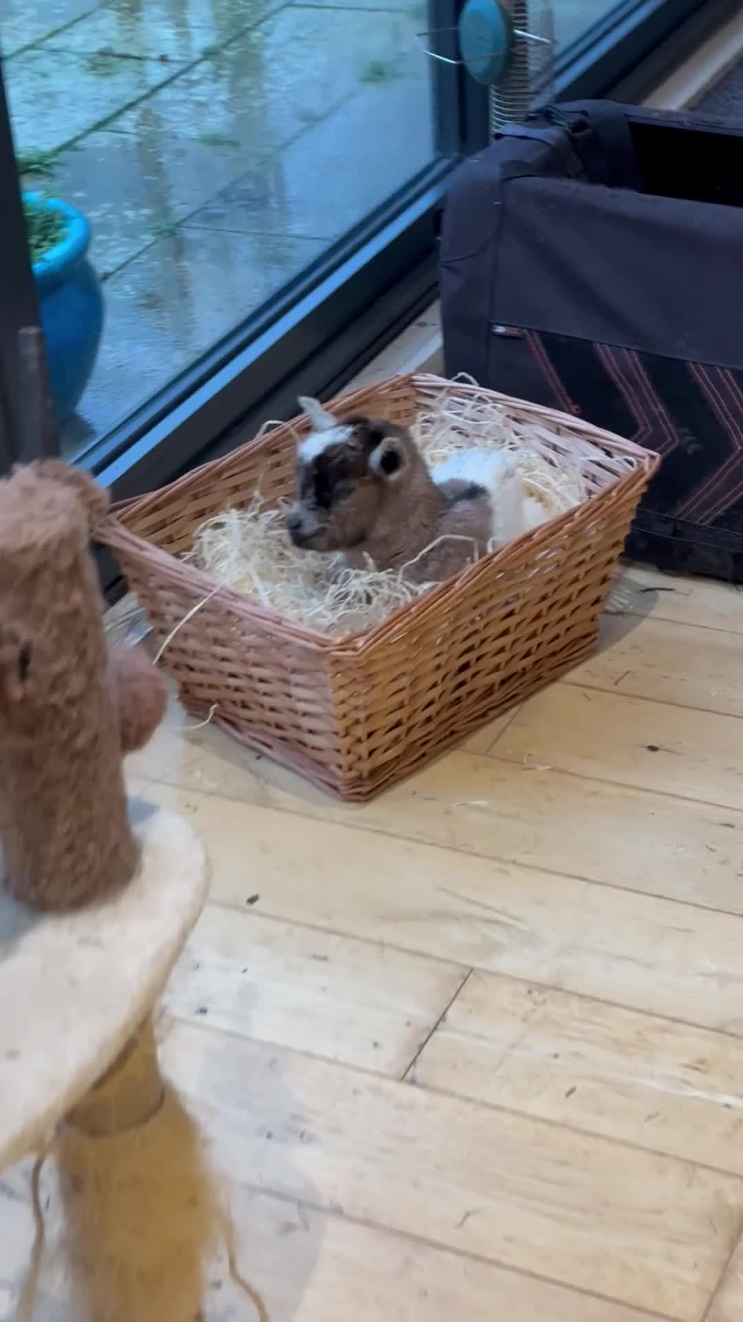 Goats livestock for sale: ADORABLE TINY BABY PYGMY GOATS  - Video 2