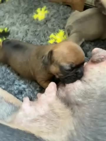 French Bulldog dogs for sale: 2Girls @ 2Boys French bulldogs  in Worksop - Video 3
