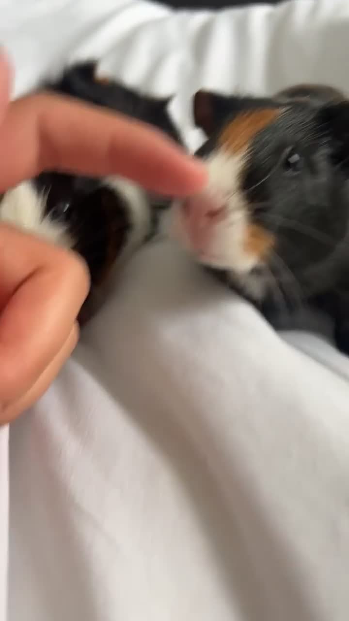 Guinea Pig rodents for sale: 2 male guinea pigs  - Video 2