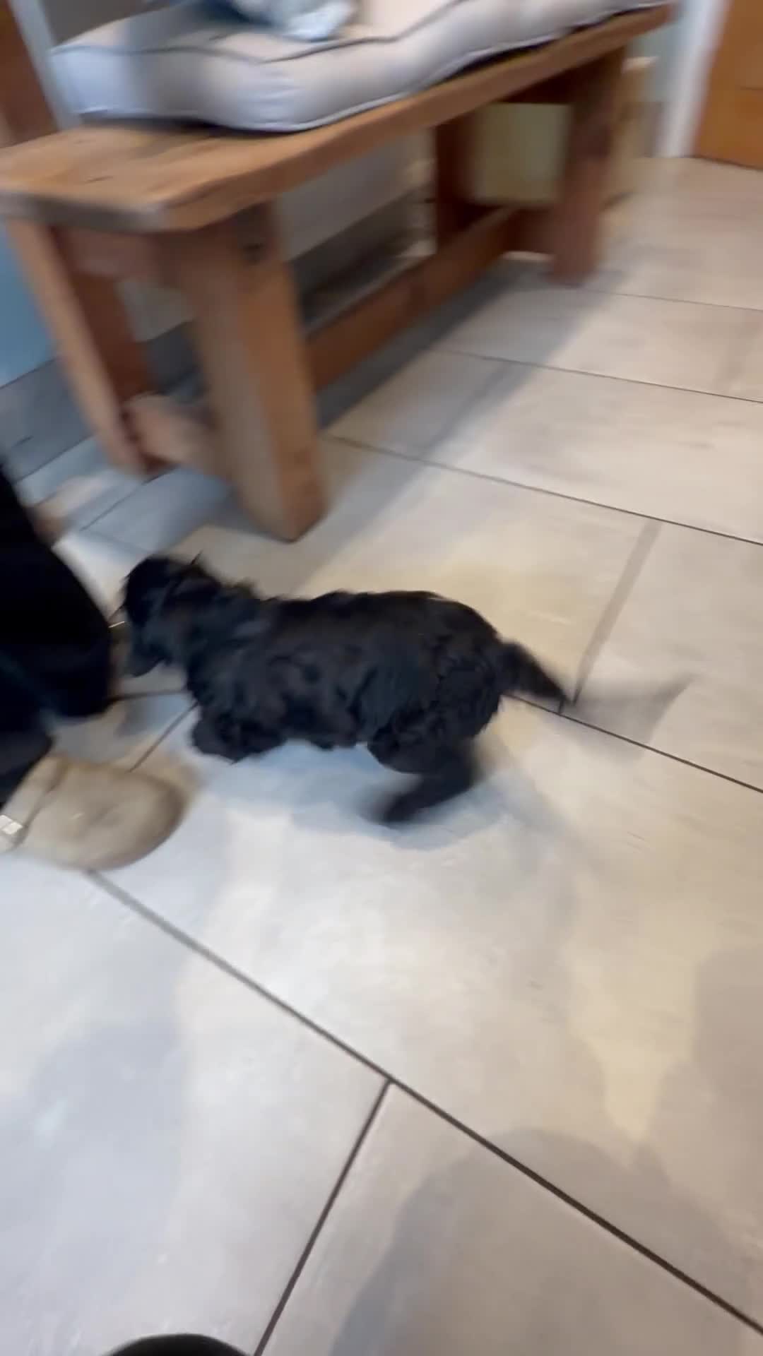 Cockapoo dogs for sale: Stunning F1 Cockapoo black male pup for sale  - Video 1