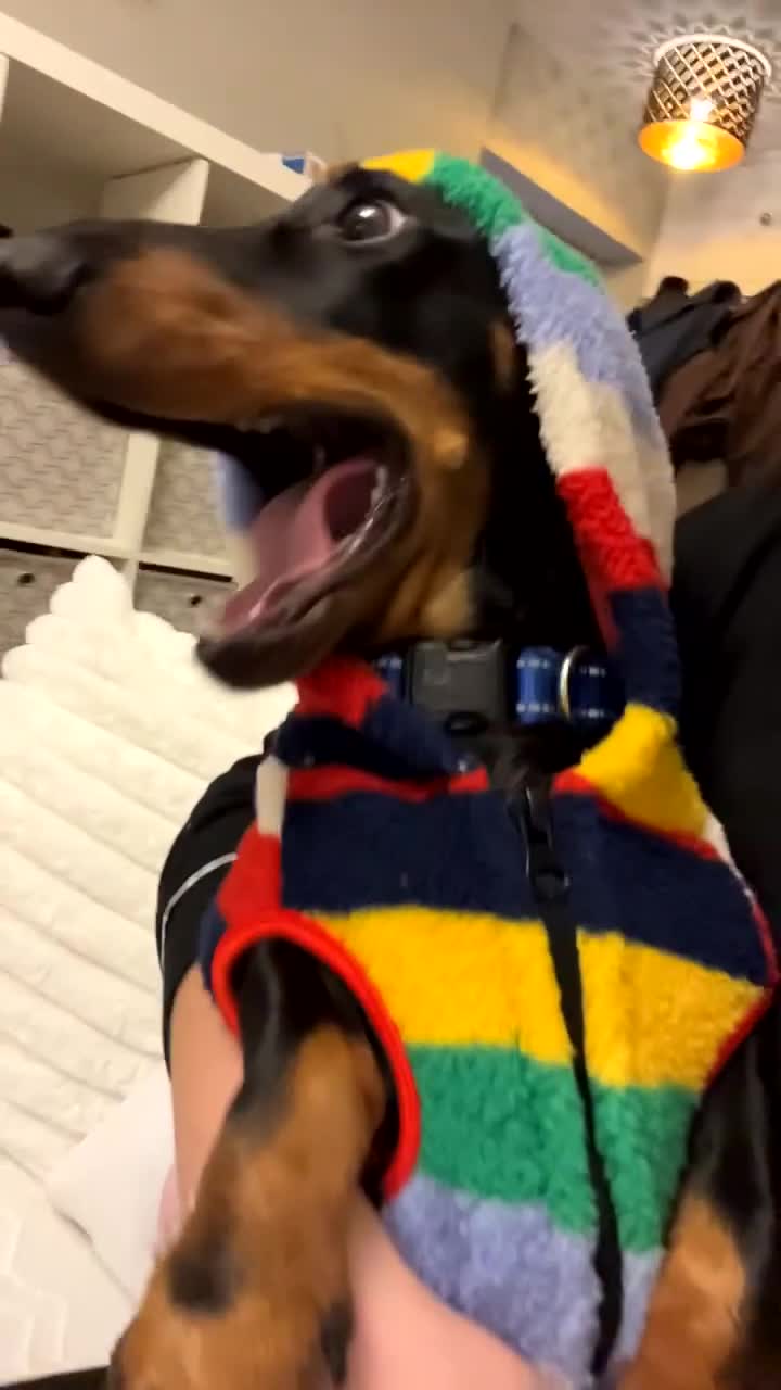 Miniature Dachshund dogs for sale: True miniature dauchshund for rehoming   - Video 1