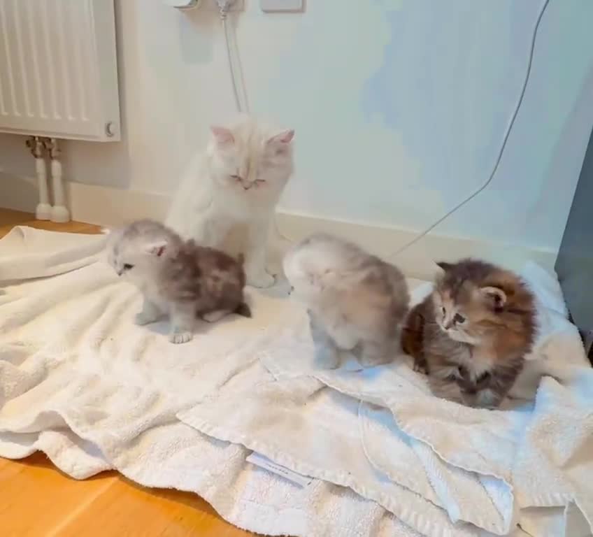 Persian cats for sale: Persian X Ragdoll Kittens in London - Video 2