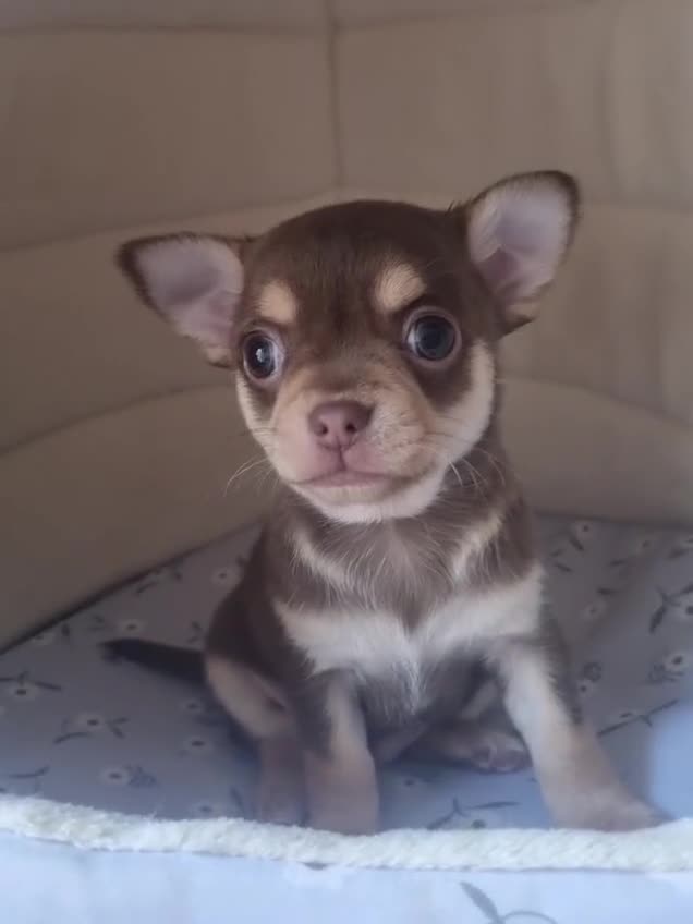 Chihuahua dogs for sale: Gorgeous Smooth coat KC registered chihuahuas - Video 2