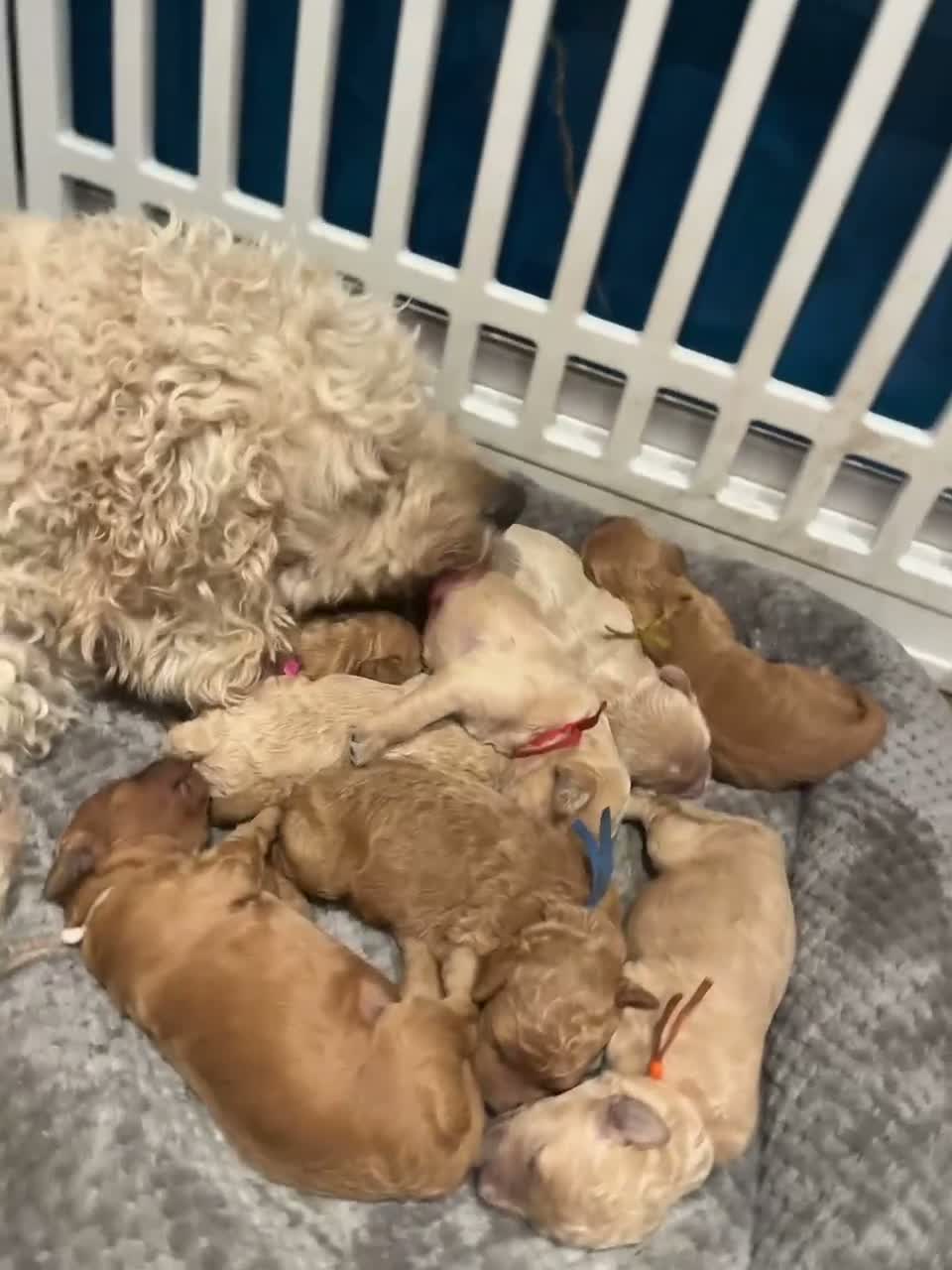 Goldendoodle dogs for sale: Multigenerational Goldendoodle puppies - Video 1