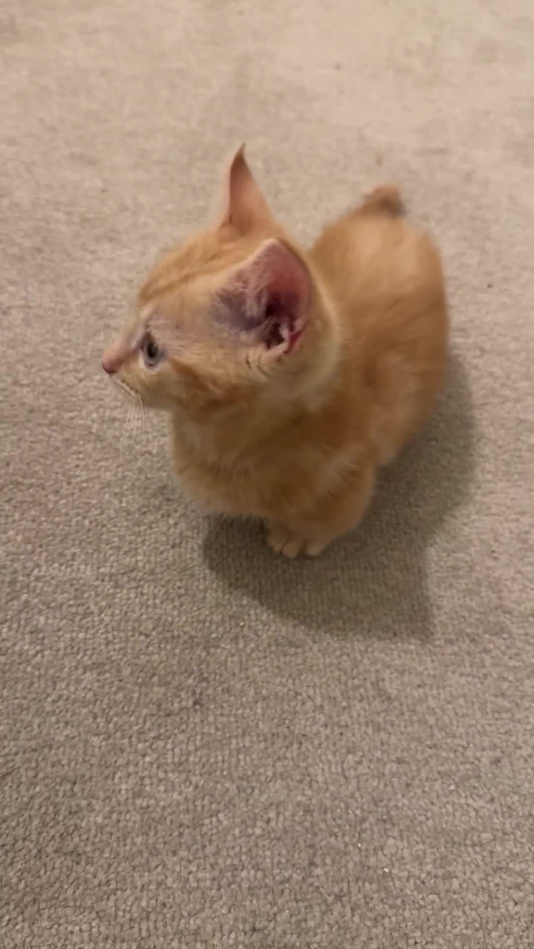 Munchkin cats for sale: 💎 RARE 💎 STANDARD MUNCHKINS READY TO LEAVE NOW  - Video 4