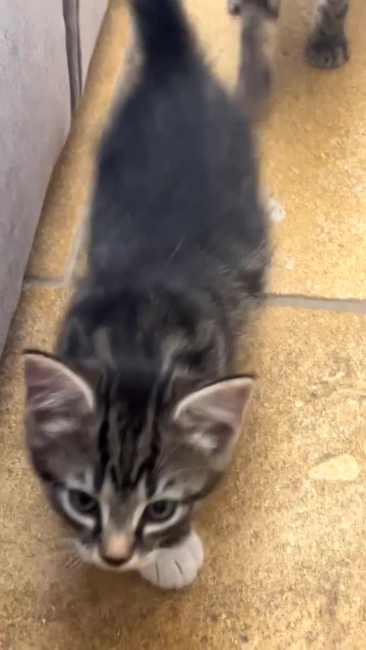 Mixed Breed cats for sale: Tabby kittens for sale - Video 3