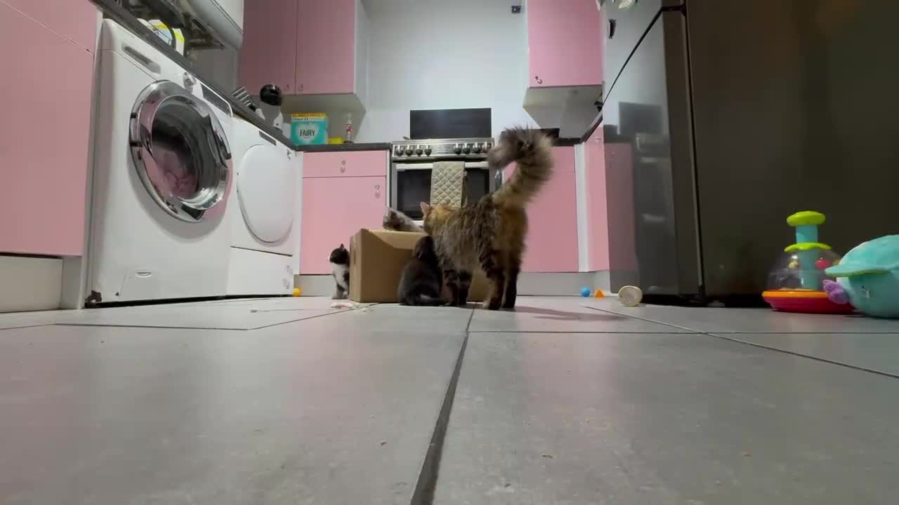 Mixed Breed cats for sale: Maine coon cross kittens  - Video 1