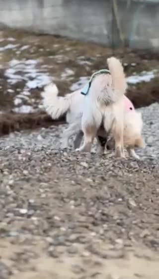 Mixed Breed dogs for adoption: 💖🐶 BESSY & MIKUSHA 💖🐶 - Video 1