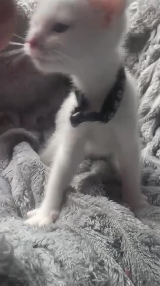 Mixed Breed cats for sale: Kittens  - Video 4