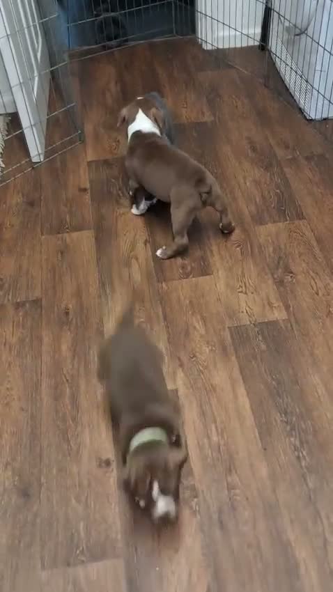 Olde English Bulldogge dogs for sale: Beautiful Old English bulldogs for sale!!! - Video 2