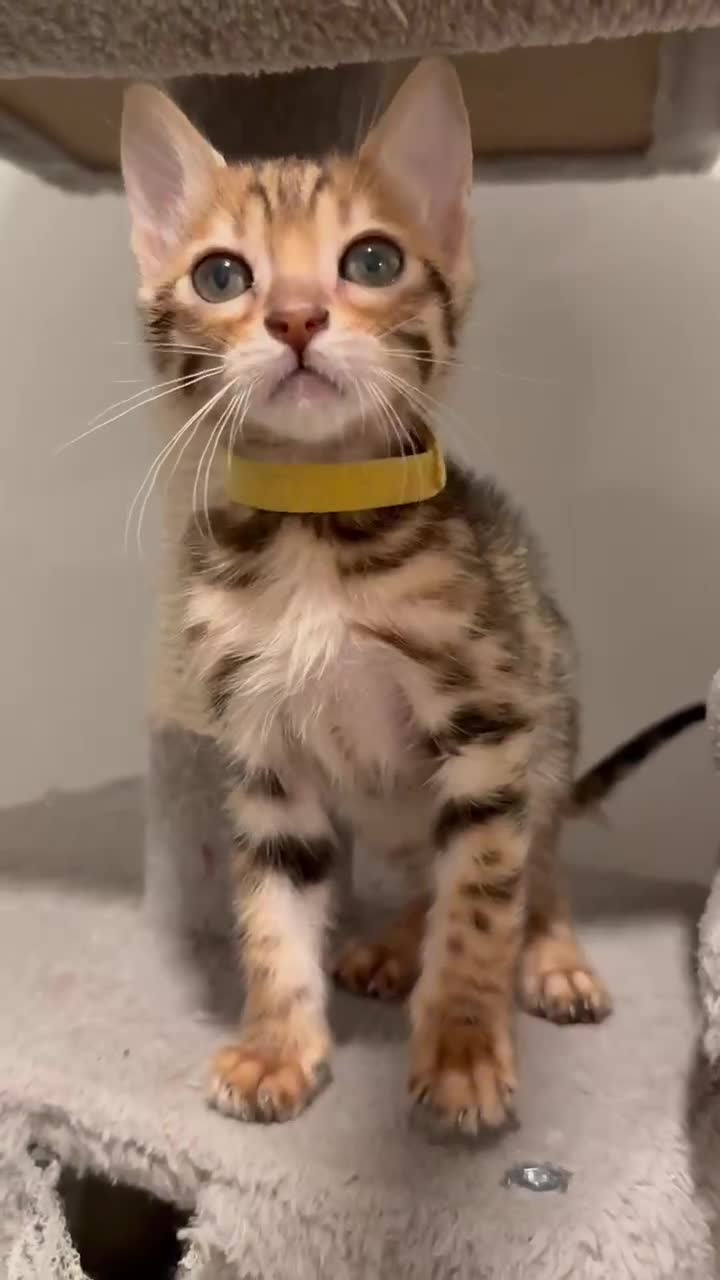 Bengal cats for sale: Exquisite TICA Registered gold&snow BengalKittens  - Video 1