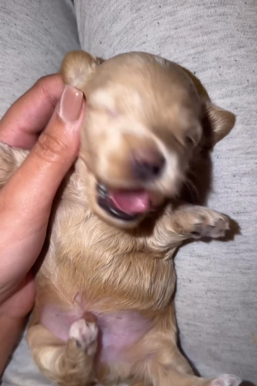 Maltipoo dogs for sale: Asian/Korean *DNA TESTED* teddy bear maltipoos - Video 2
