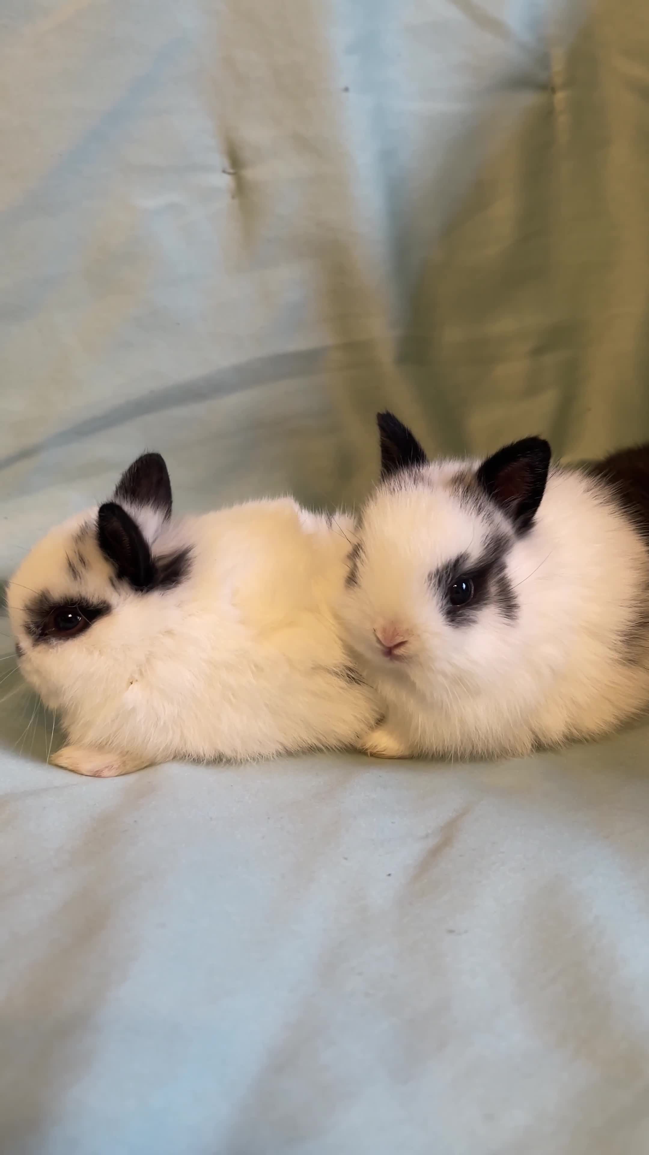 Netherland Dwarf rabbits for sale: Real Netherland Dwarf High Quality Babies  - Video 1