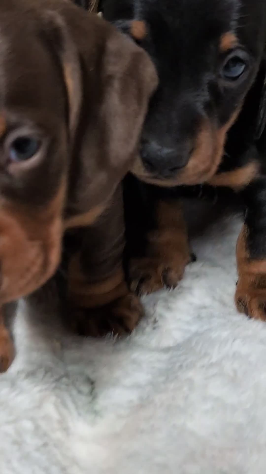 Miniature Dachshund dogs for sale: Quality KC/ PRA clear Miniature Dachshund Puppies  - Video 2