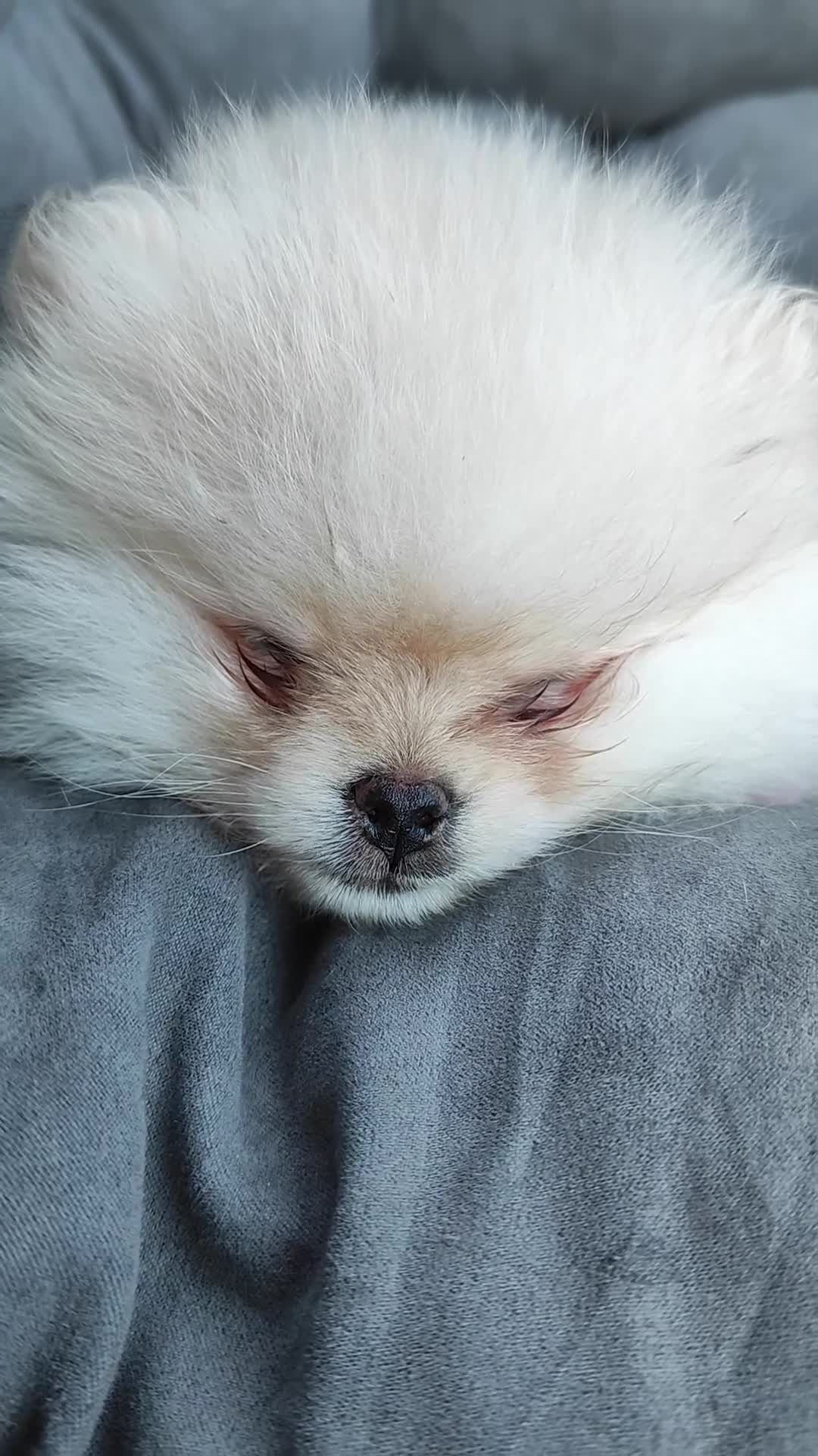 Pomeranian dogs for sale: Pomeranian Teddy Bear Spitz BONNLY DEE - Video 4