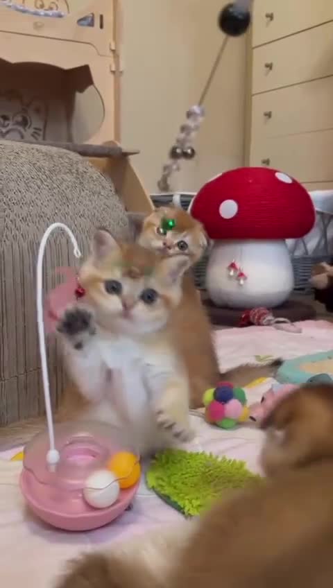 Scottish Fold cats for sale: Beautiful Scottish Straight/Fold Kittens - Video 1