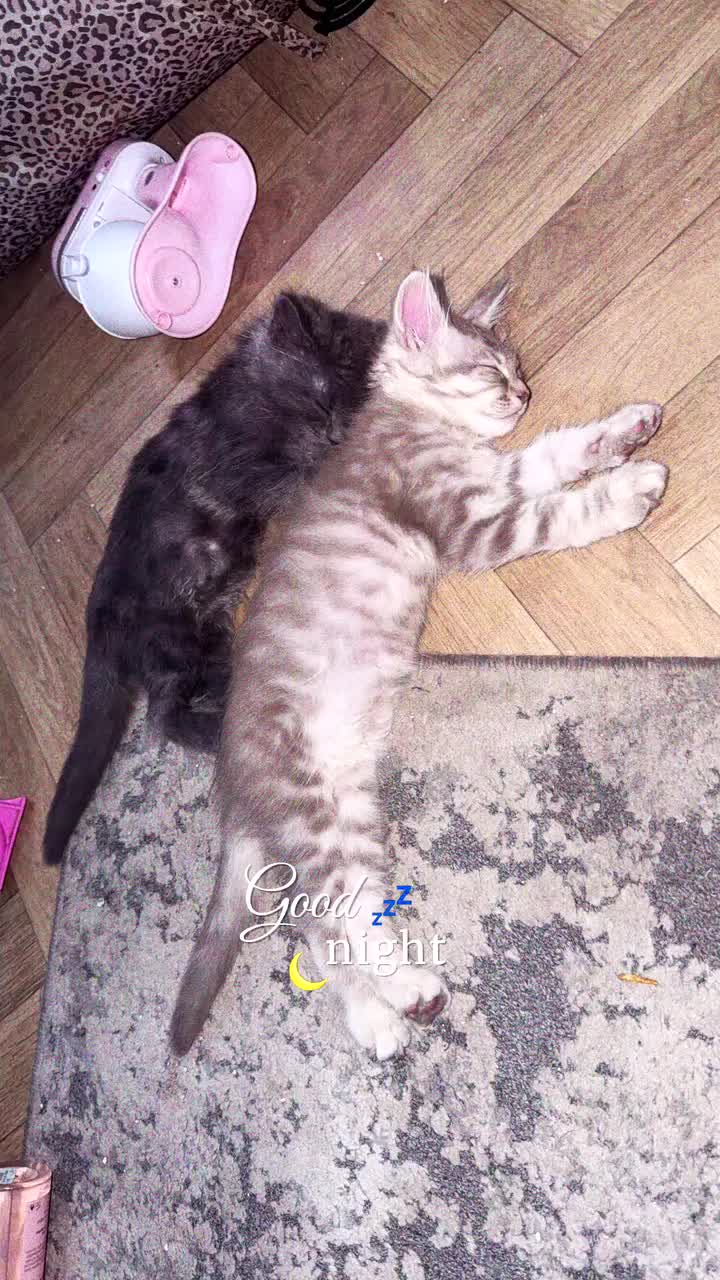 Maine Coon cats for sale: 11 week old maincoon  - Video 1