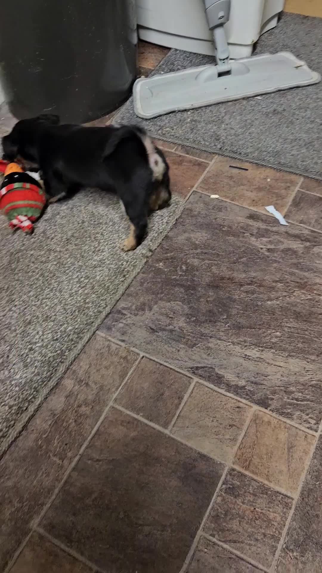 Jack Russell dogs for sale: Jack russle puppies  - Video 5