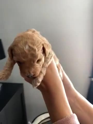 Poochon dogs for sale: 🐶🐾 4 STUNNING POOCHON PUPS 🐾🐶 - Video 2
