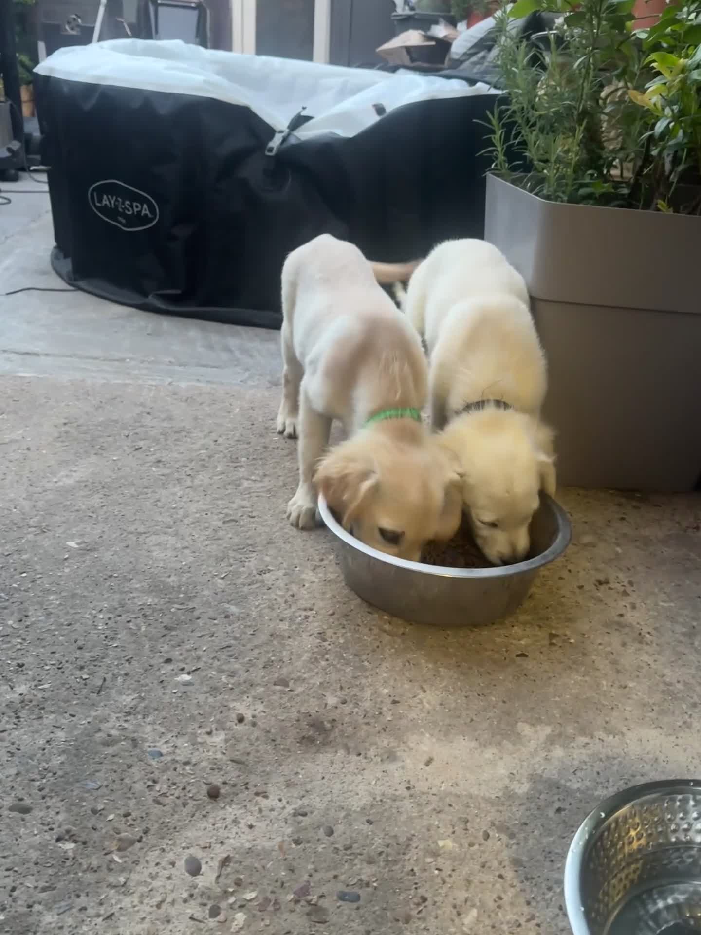 Golden Retriever dogs for sale: Beautiful April Fools Day Golden Retriever Puppies - Video 1