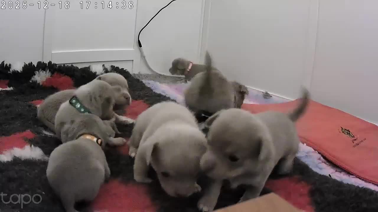 Chihuahua dogs for sale: 7 Amazing Beautiful Chihuahua’s  - Video 1