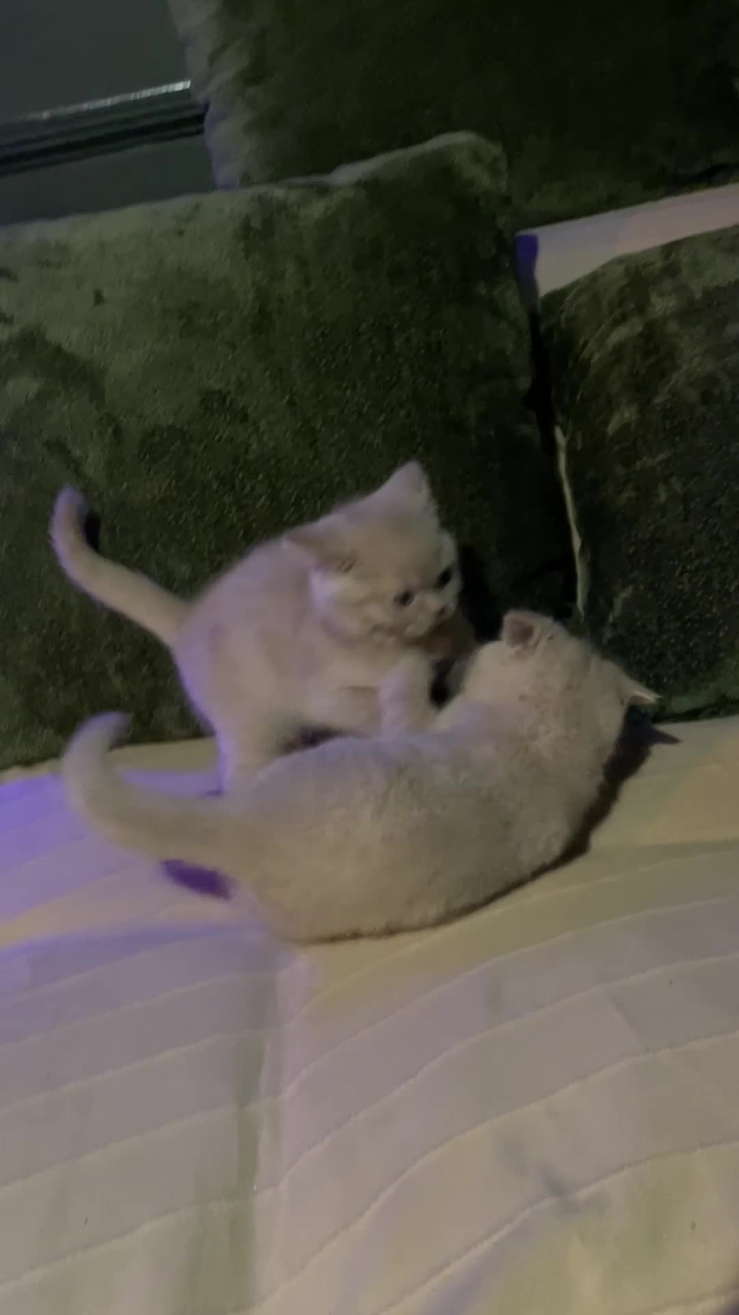 British Shorthair cats for sale: Two adorable boys British Shorthair - Video 3