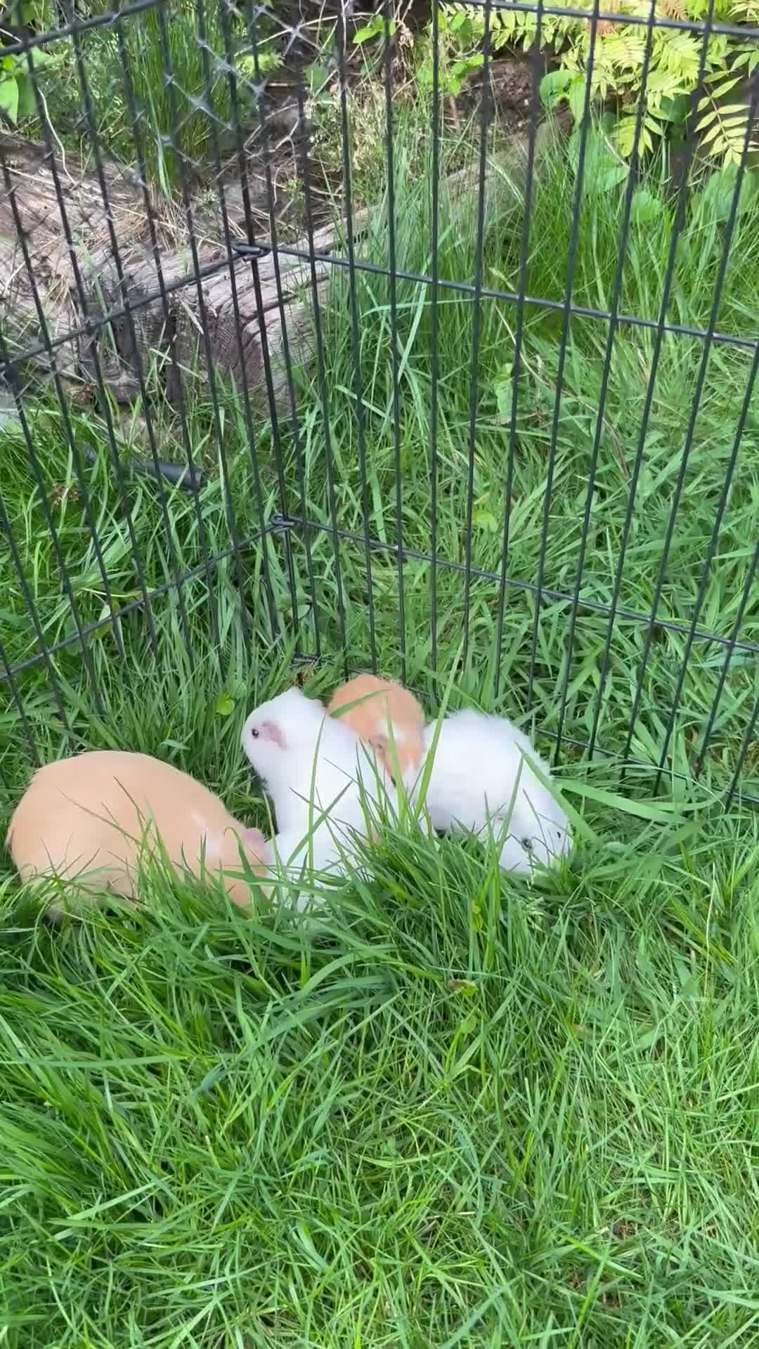 Guinea Pig rodents for sale: Male and Female Guinea pigs for sale  - Video 1