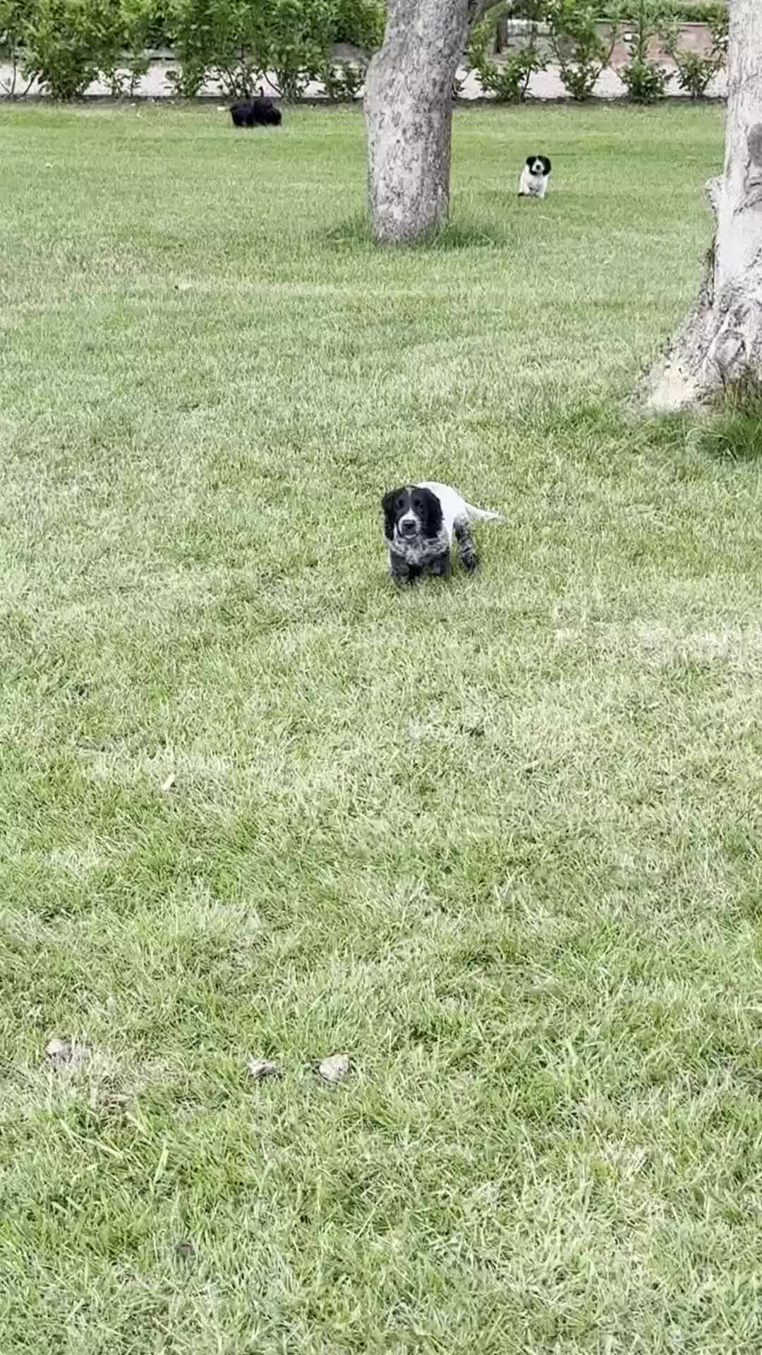 Cocker Spaniel dogs for sale: Working Cocker & Cocker Poo Puppies - Video 2