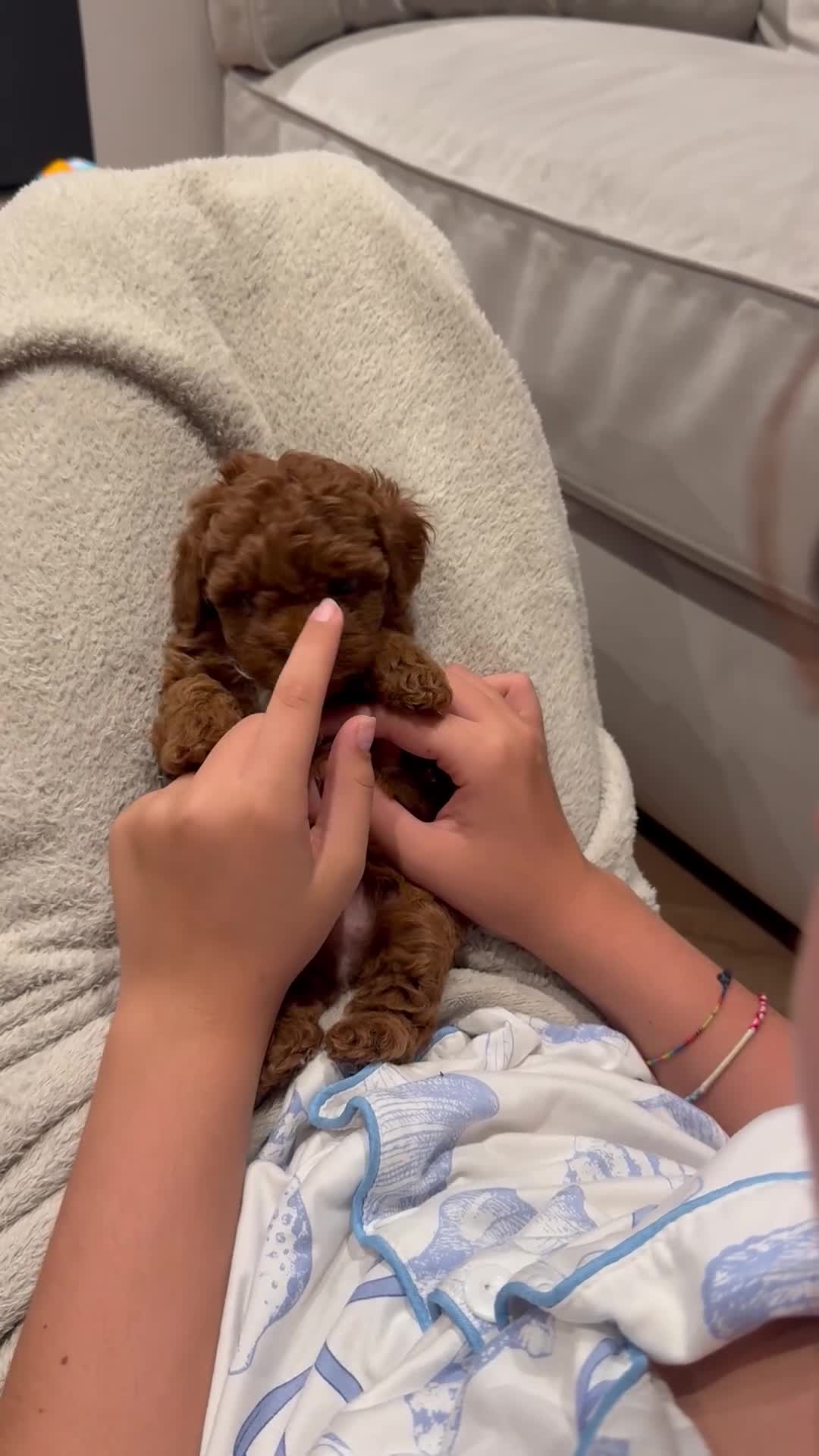 Maltipoo dogs for sale: Smallest choc maltipoo boy  (read description) - Video 1