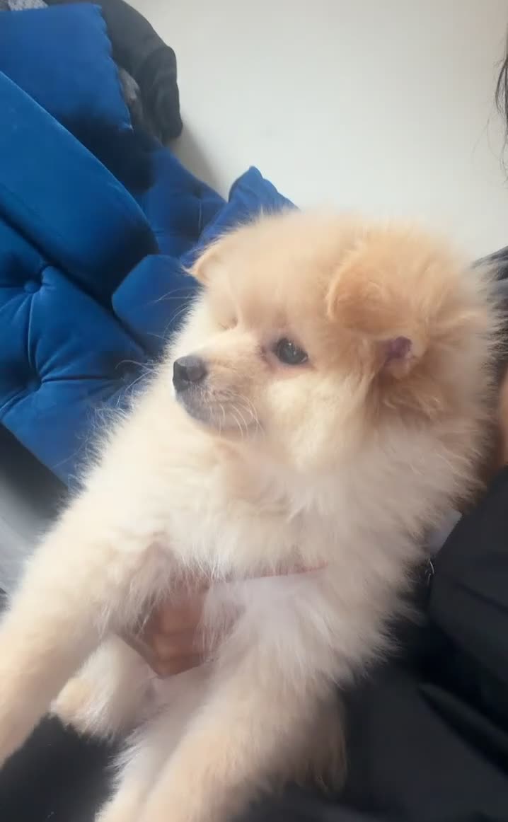 Pomsky dogs for sale: KING POMERANIAN BEAUTIFUL BOY  in Beckenham - Video 1