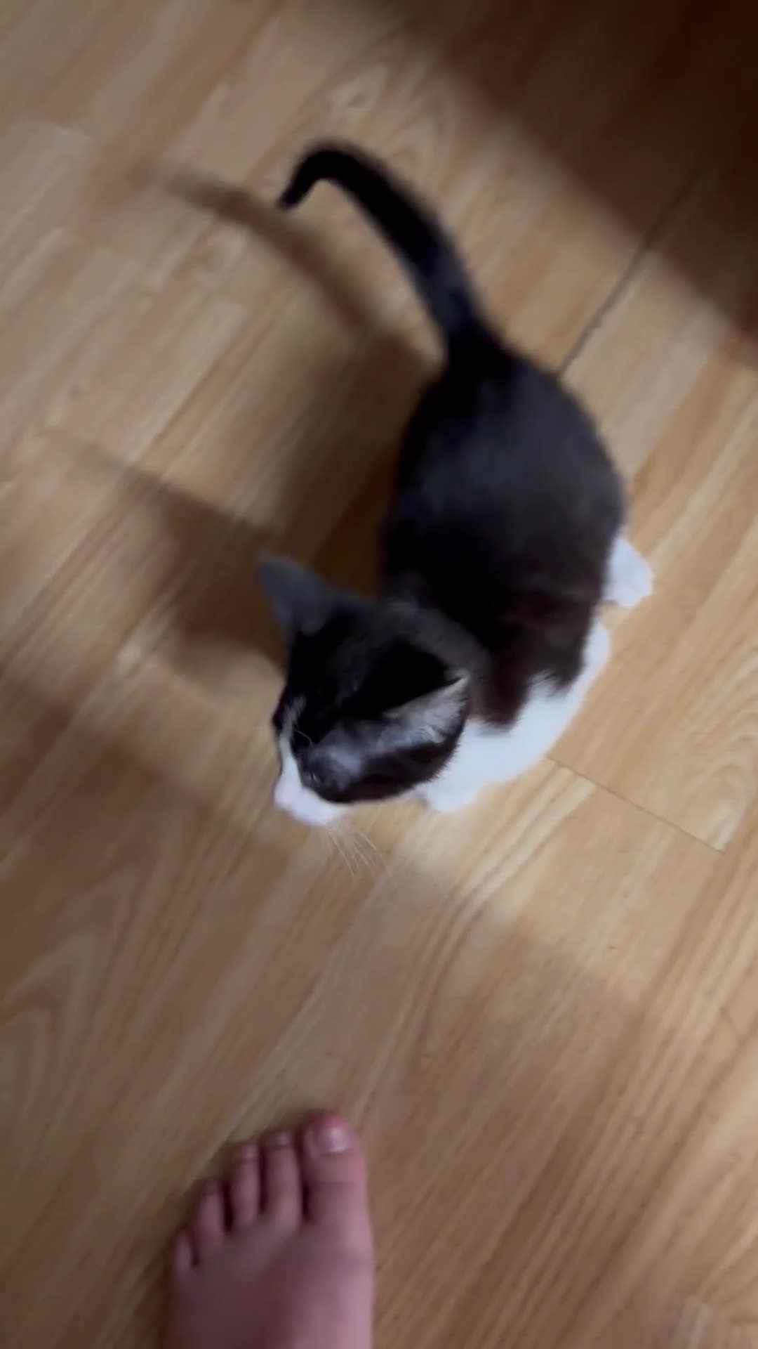Norwegian Forest Cat cats for sale: Diamond 💎  - Video 1