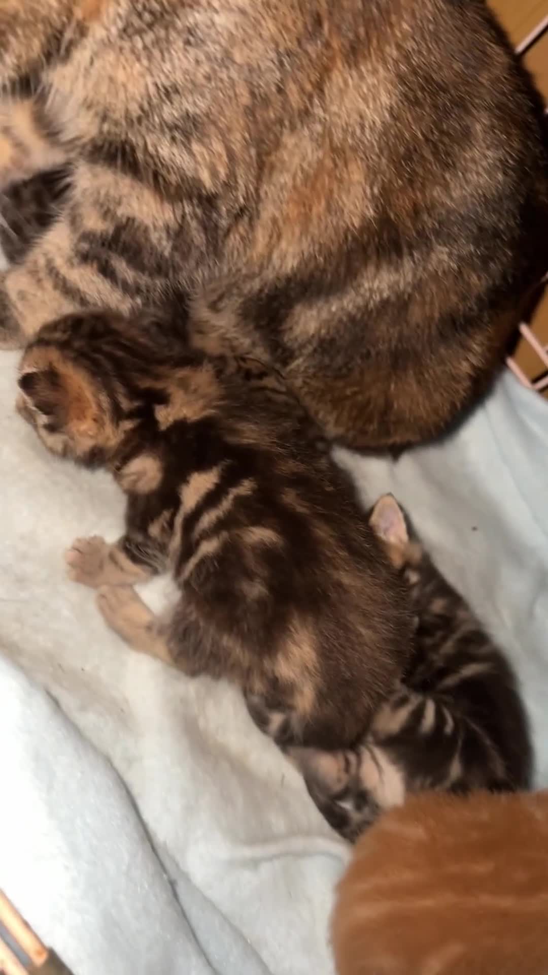 Mixed Breed cats for sale: Kittens, stunning litter of fur babies  - Video 1