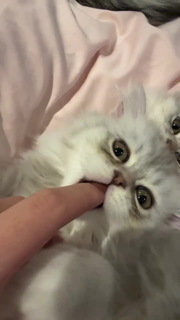 Persian cats for sale: little female chinchilla for sell in Manchester - Video 2