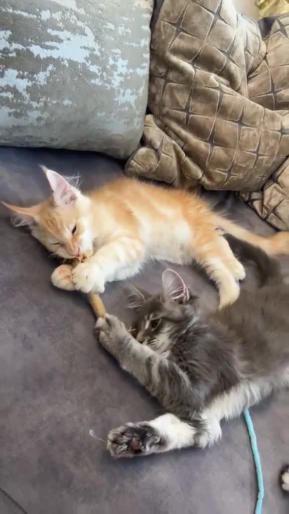 Maine Coon cats for sale: Stunning Maine Coon kittens  - Video 1