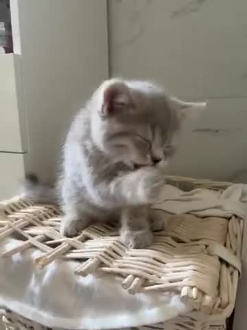Scottish Fold cats for sale: Beautiful Scottish fold and straight kittens  - Video 1