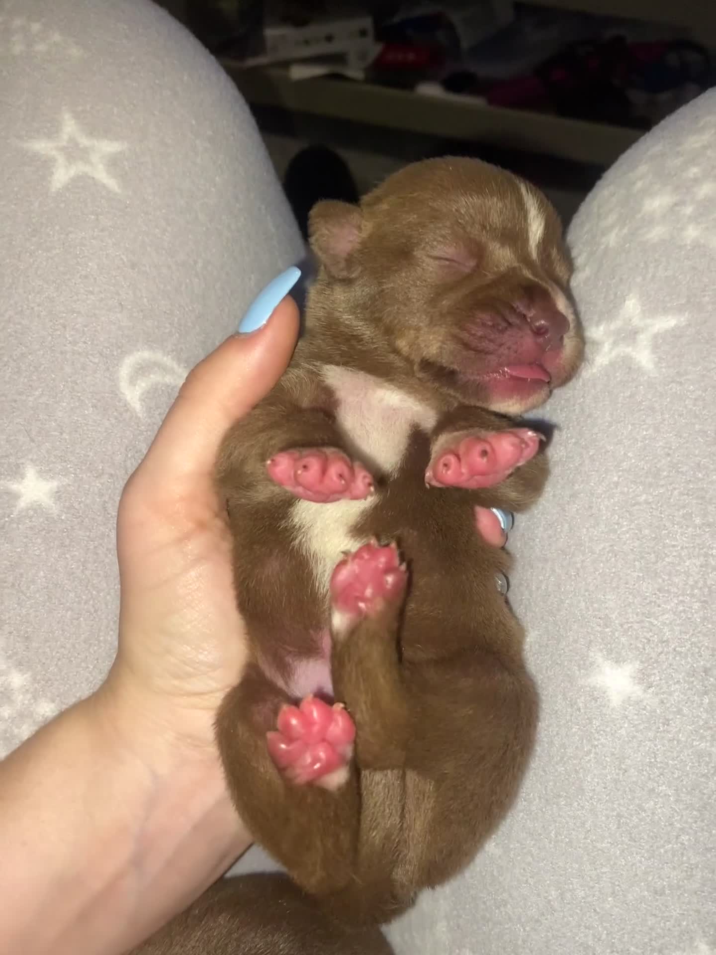Staffordshire Bull Terrier dogs for sale: Staff puppies - Video 1