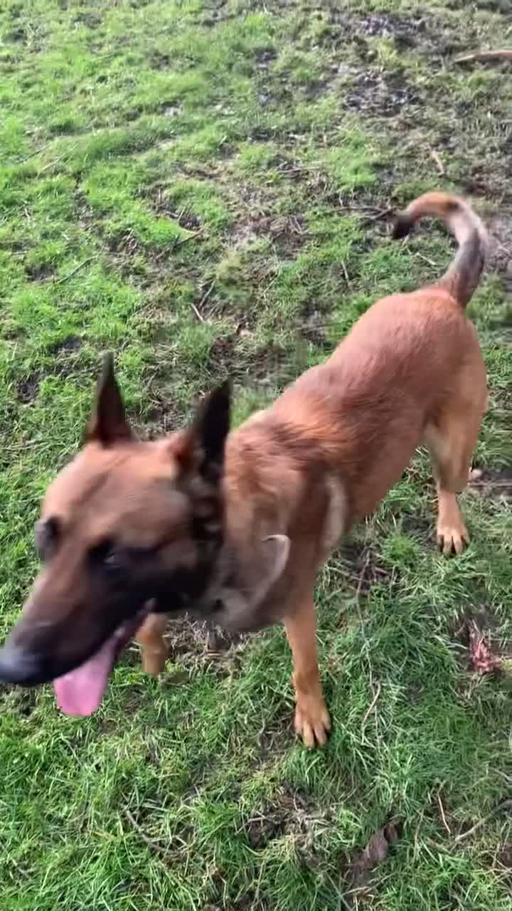 Belgian Shepherd Dog dogs for sale: Zeus  in Dewsbury - Video 2