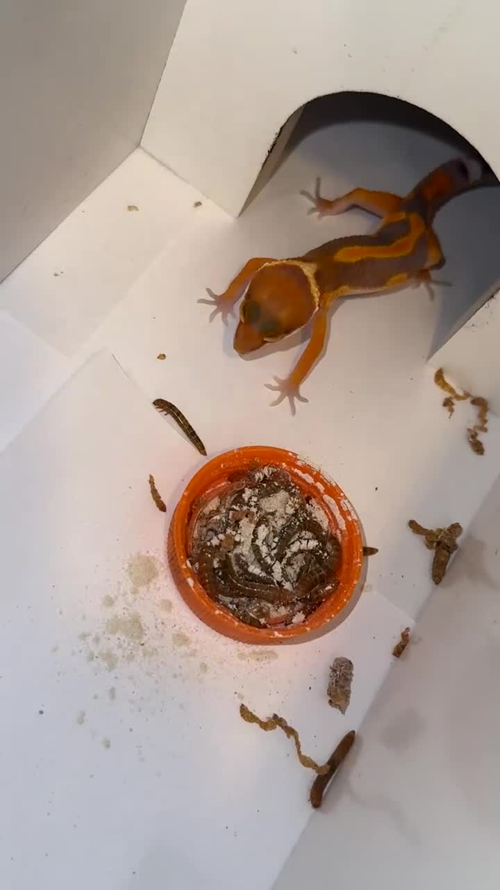 Gecko reptiles for sale: Babies & adults  - Video 1