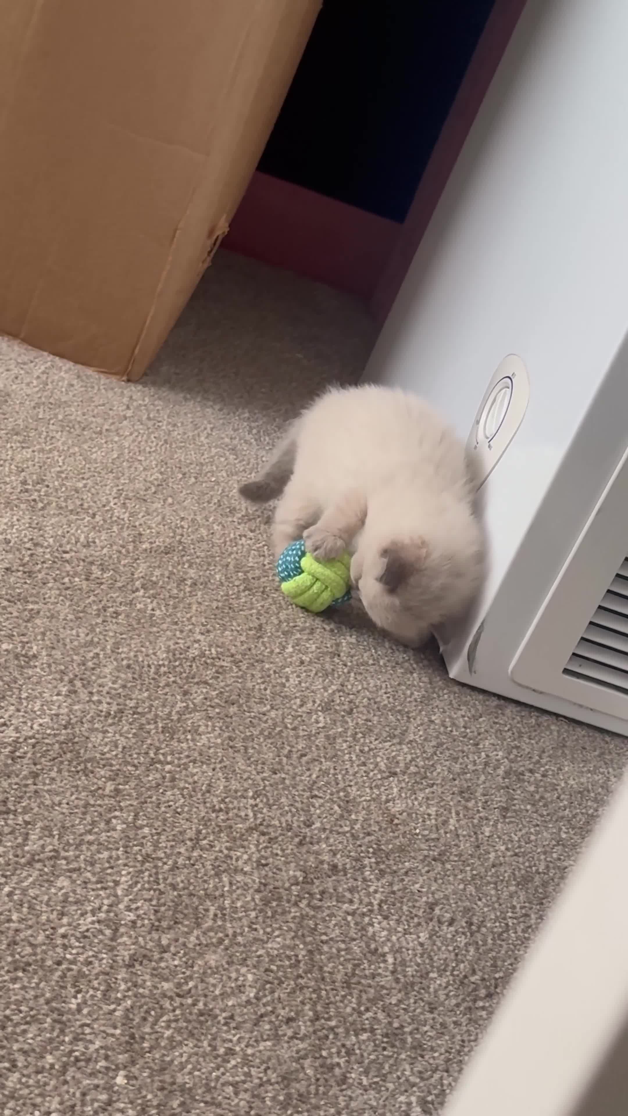 Ragdoll cats for sale: RagDoll kittens  - Video 2