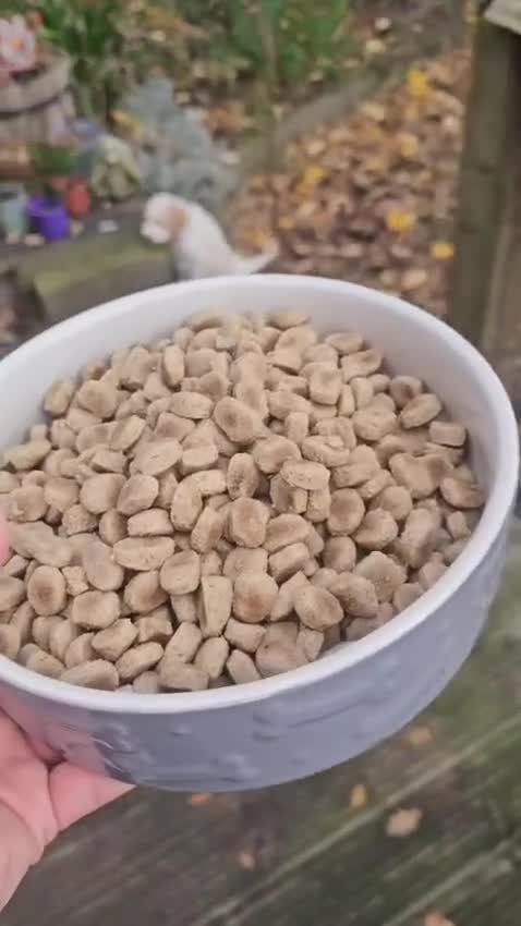 Labradoodle dogs for stud: Hypoallergenic Health Checked Labradoodle PROVEN  - Video 2