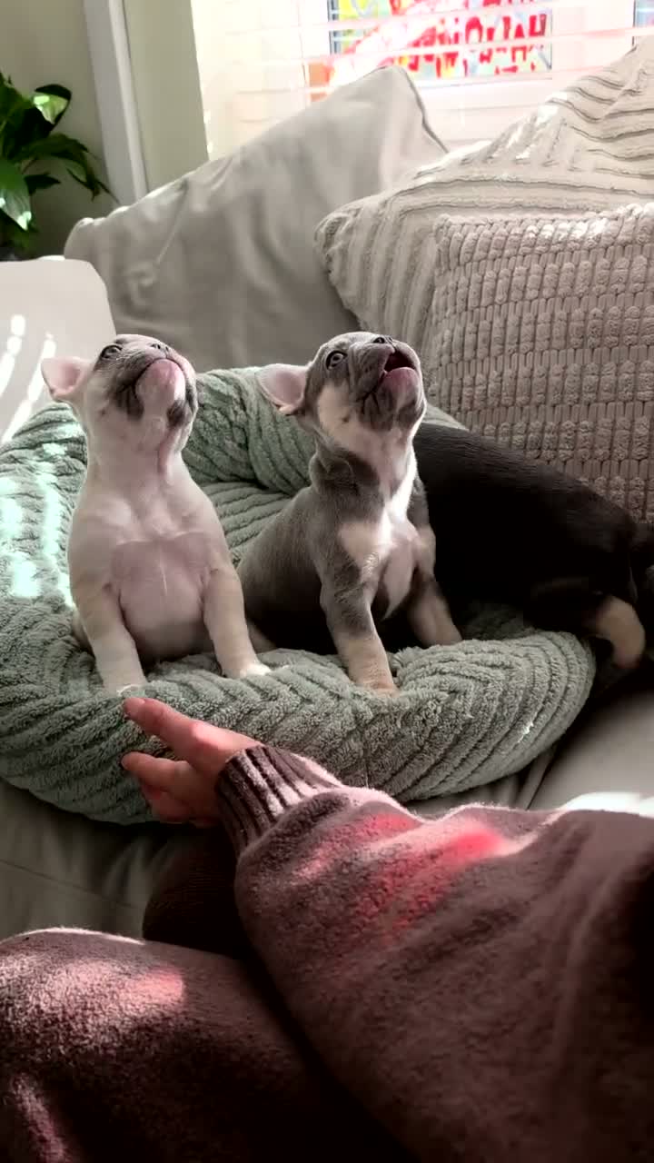 French Bulldog dogs for sale: Stunning KC Registered French Bulldog Puppies! in Manchester - Video 1