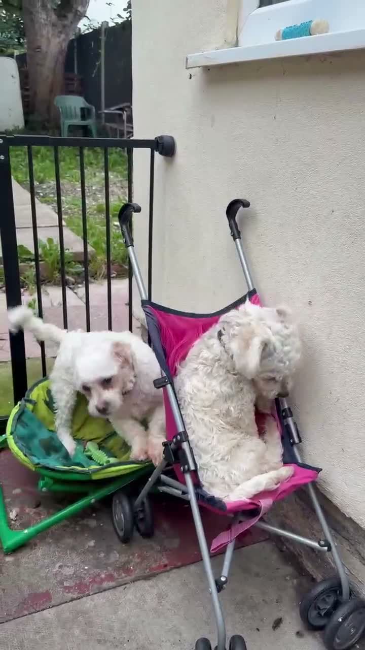 Bichon Frise dogs for sale: Bichon Frise  in Wolverhampton - Video 1