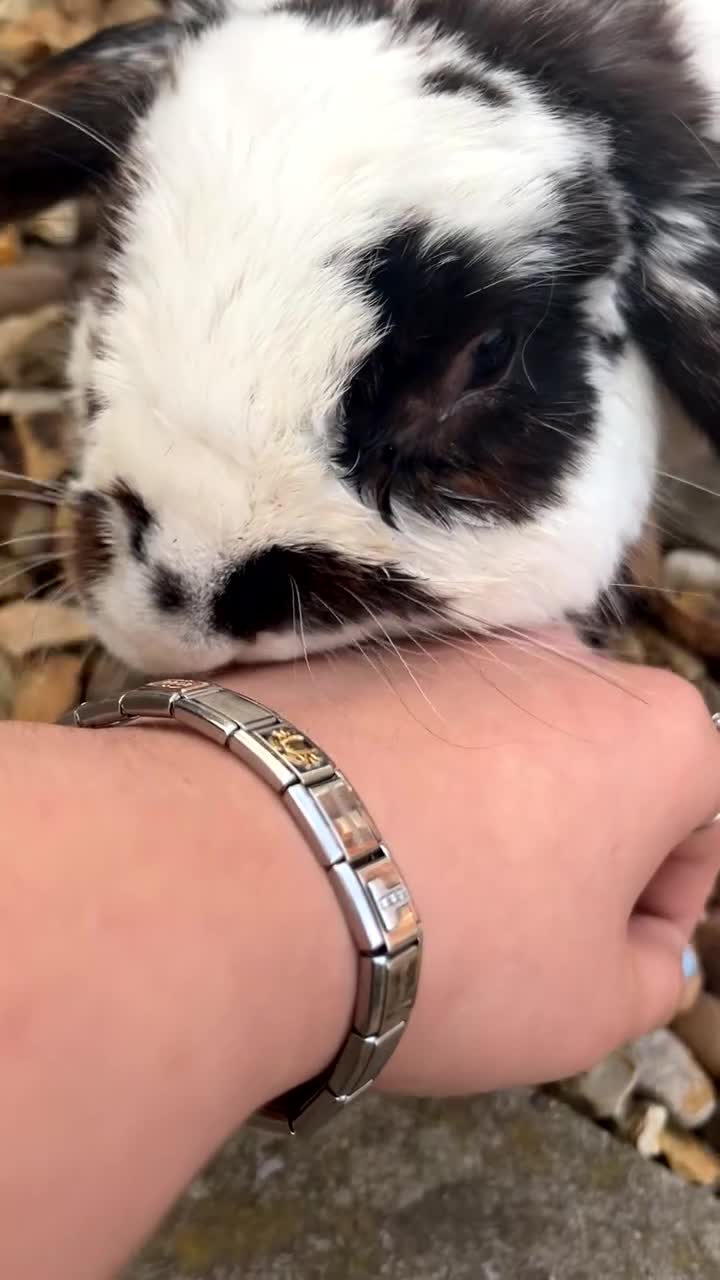 Mixed Breed rabbits for sale: Male rabbit thumper for rehoming - Video 2