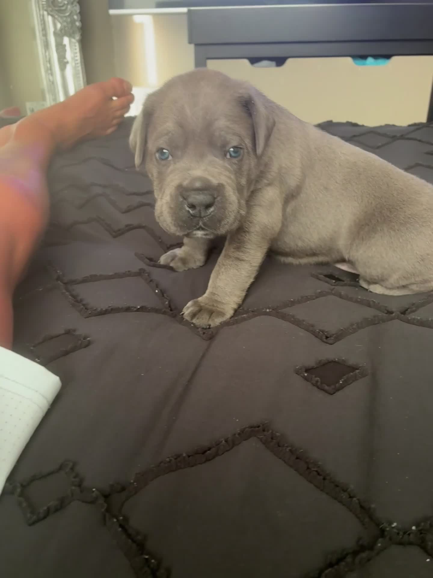 Cane Corso dogs for sale: Beautiful cane corso puppies.  in Liverpool - Video 3