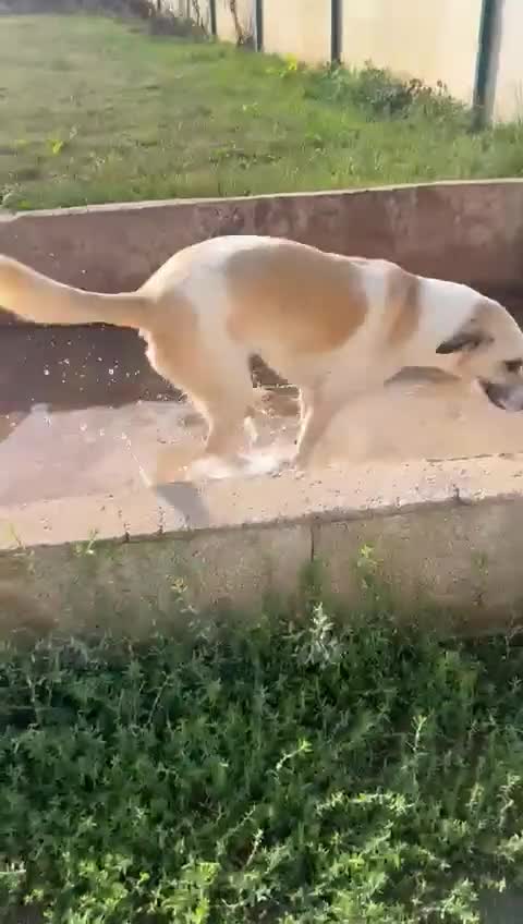 Mixed Breed dogs for adoption: Aliza - has spent most of her life in kennels 💔 - Video 1