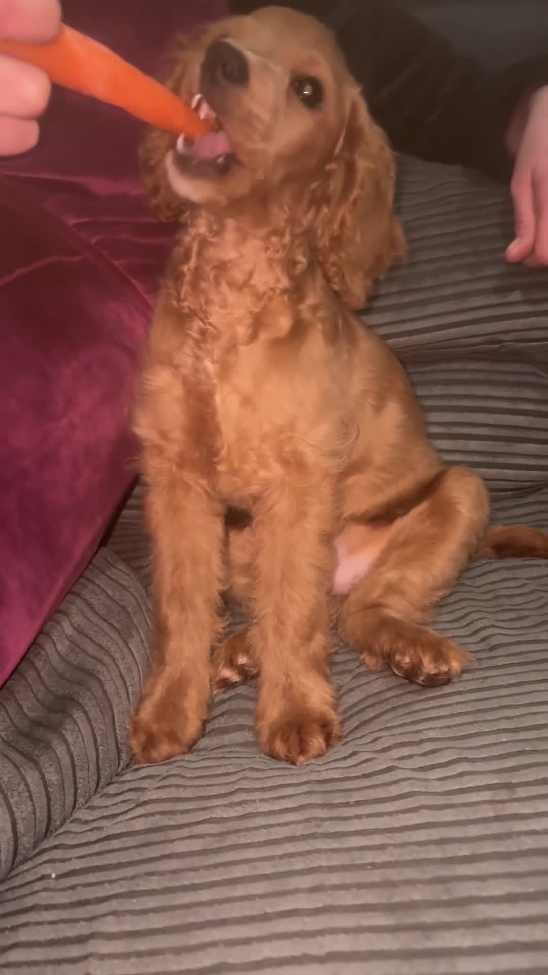 Cockapoo dogs for sale: Minnie moo cockapoo  - Video 1