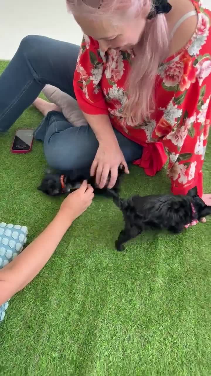 Yorkshire Terrier dogs for sale: LAST GIRL! Mini Black Yorkshire Terrier 🐶  - Video 2