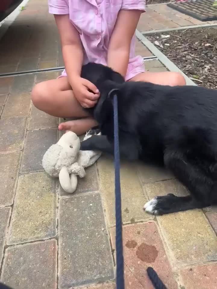 Mixed Breed dogs for adoption: 🍪Cookie🍪 for adoption, fostered in GLOUS - Video 2