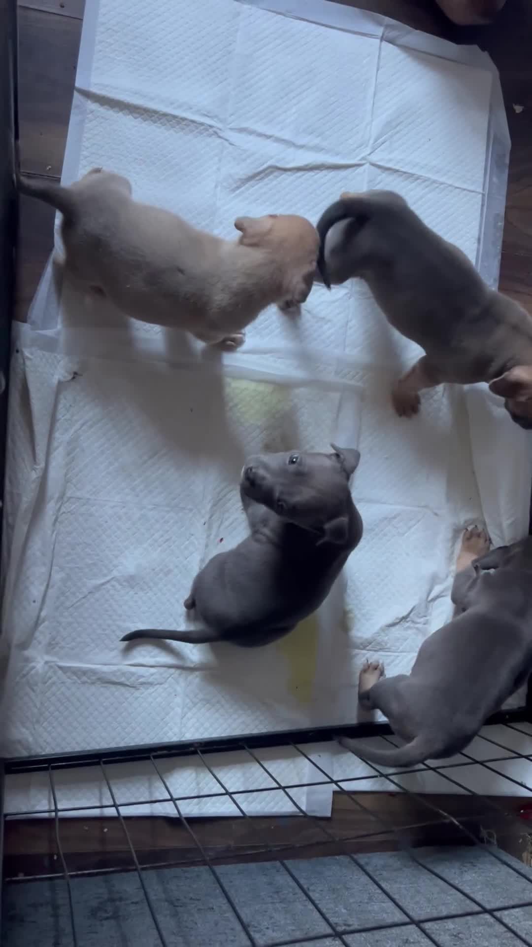 Mixed Breed dogs for sale: Beautiful chunky bully cross staffy pups tri /fawn - Video 1